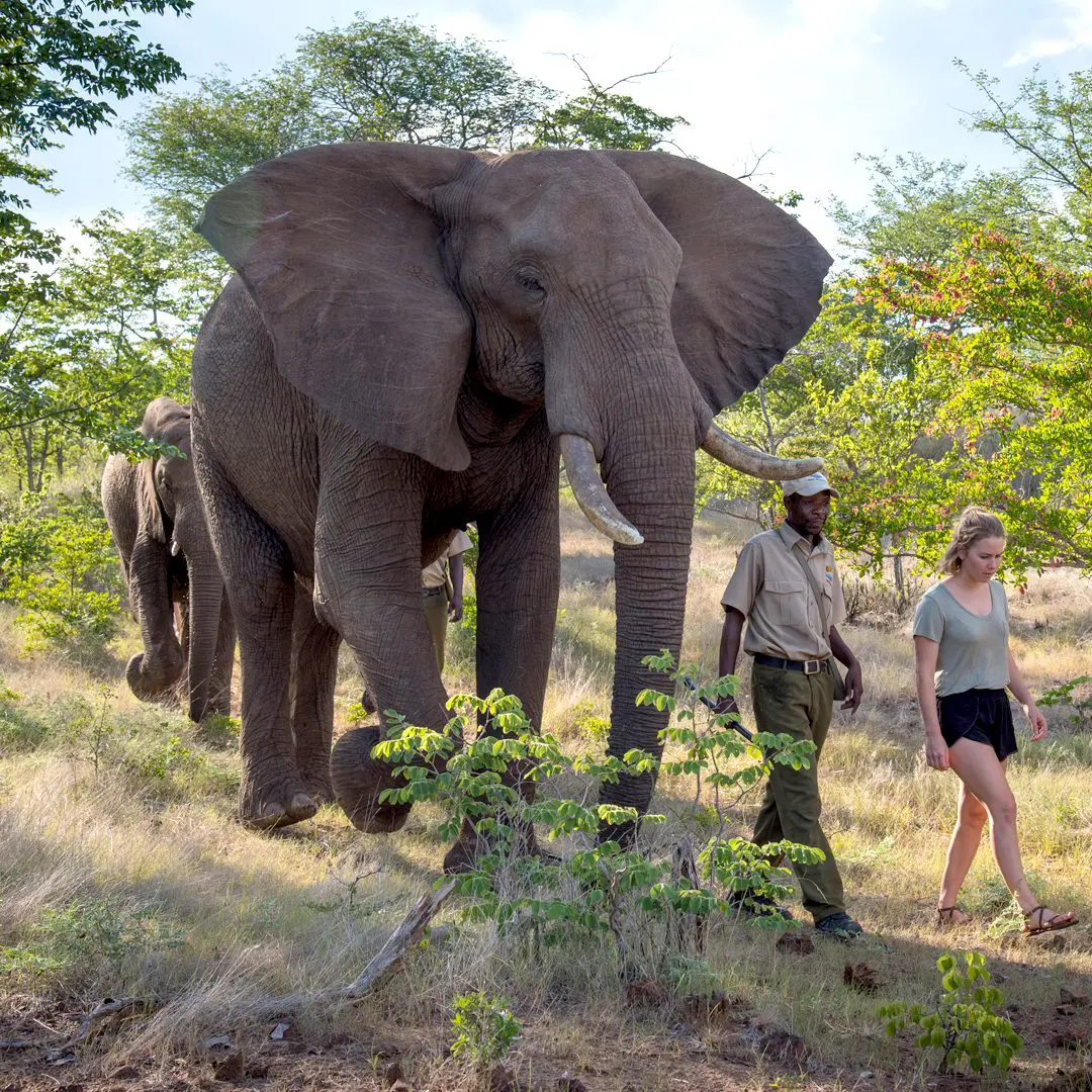 WH-Elephant-Encounter-01