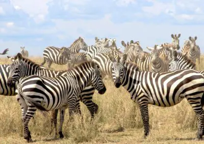 Chobe Princess Flame of Africa