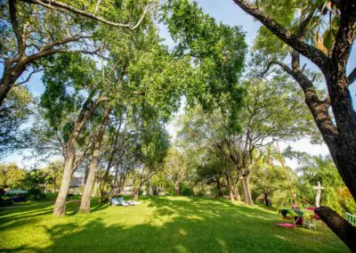 A'Zambezi River Lodge Flame of Africa