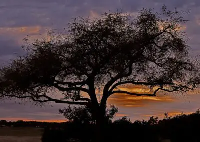 Mana Pools Safari Lodge Flame of Africa