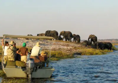Chobe Princess Flame of Africa