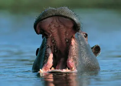 Chobe Princess Flame of Africa