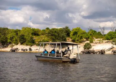 Chobe Princess Flame of Africa