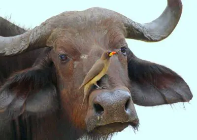 Chobe Princess Flame of Africa