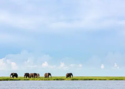 Chobe Princess Flame of Africa
