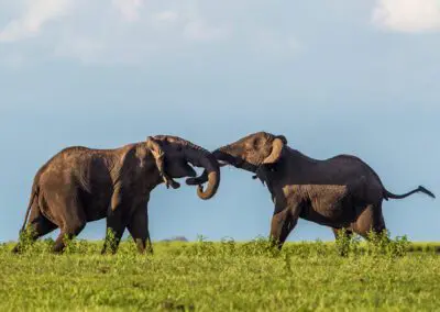 Chobe Princess Flame of Africa