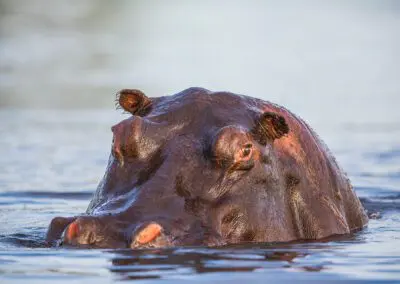 Chobe Princess Flame of Africa
