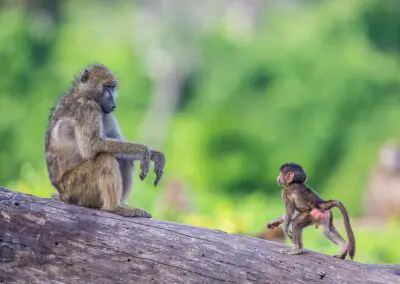 Chobe Princess Flame of Africa