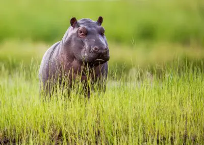 Chobe Princess Flame of Africa