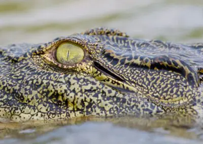 Chobe Princess Flame of Africa