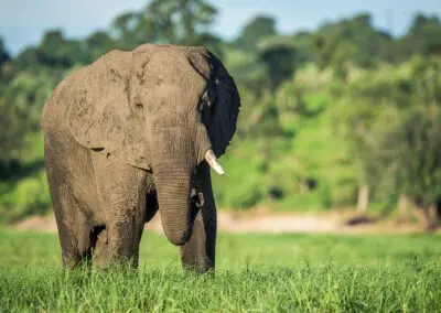 Chobe Princess Flame of Africa
