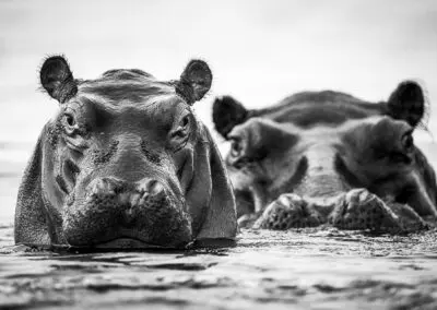 Chobe Princess Flame of Africa