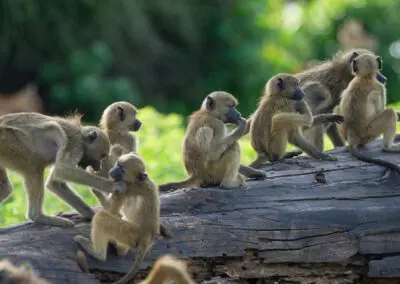 Chobe Princess Flame of Africa