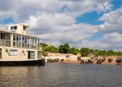 Chobe Princess Flame of Africa