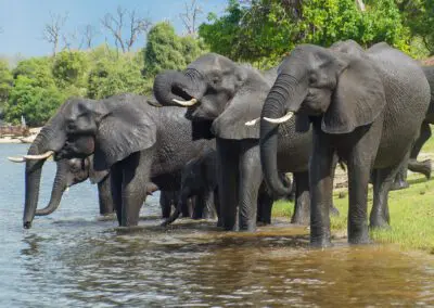 Chobe Princess Flame of Africa
