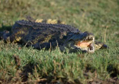 Chobe Princess Flame of Africa