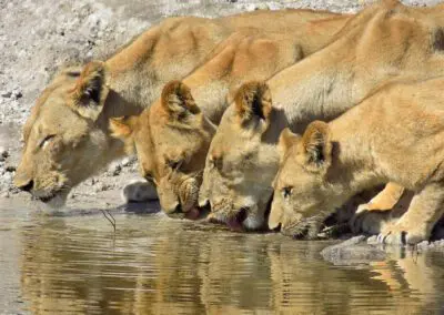 Chobe Princess Flame of Africa