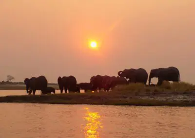 Chobe Princess Flame of Africa