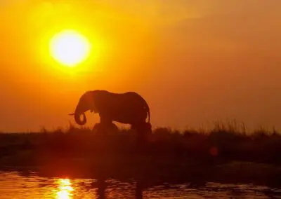 Chobe Princess Flame of Africa