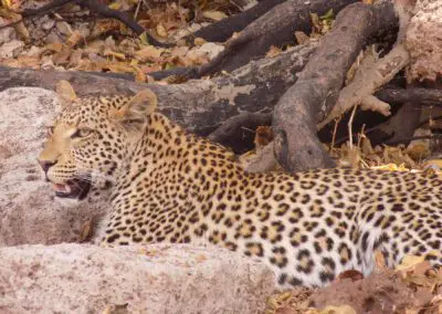 Chobe Princess Flame of Africa