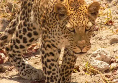 Chobe Princess Flame of Africa