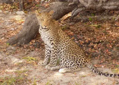 Chobe Princess Flame of Africa