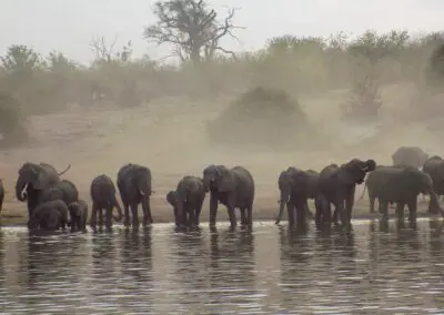 Chobe Princess Flame of Africa