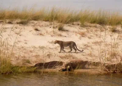 Chobe Princess Flame of Africa