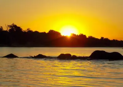 Chobe Princess Flame of Africa