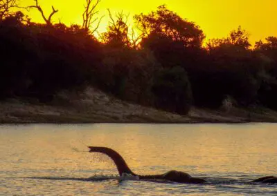 Chobe Princess Flame of Africa