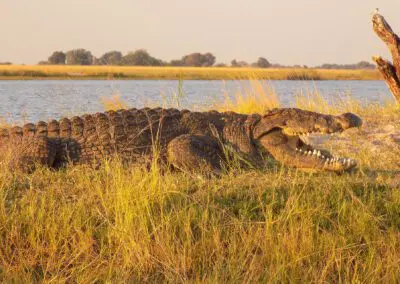 Chobe Princess Flame of Africa