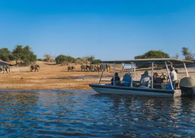 Chobe Princess Flame of Africa
