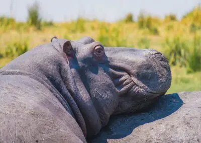 Chobe Princess Flame of Africa