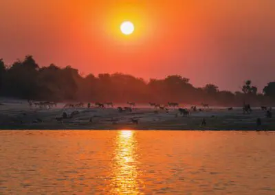 Chobe Princess Flame of Africa