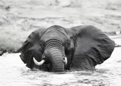 Chobe Princess Flame of Africa