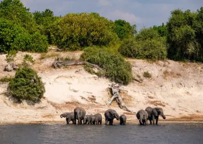 Chobe Princess Flame of Africa