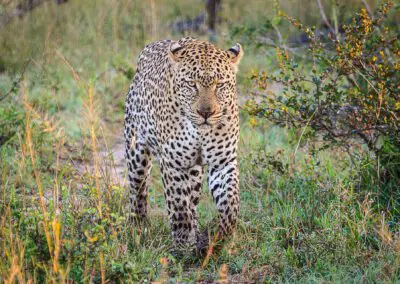 Chobe Princess Flame of Africa