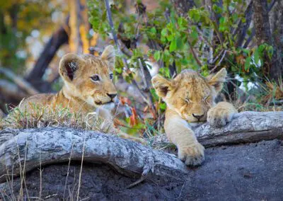 Chobe Princess Flame of Africa