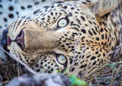 Chobe Princess Flame of Africa