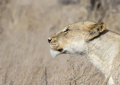 Chobe Princess Flame of Africa