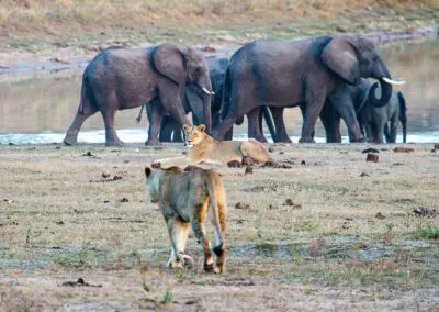 Chobe Princess Flame of Africa