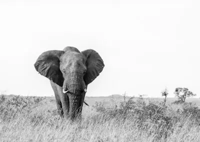 Chobe Princess Flame of Africa