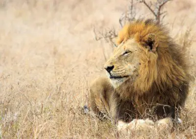 Chobe Princess Flame of Africa