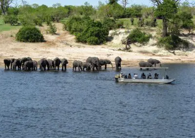 Chobe Princess Flame of Africa