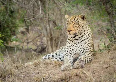 Chobe Princess Flame of Africa