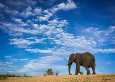 Chobe Princess Flame of Africa