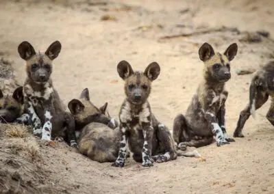 Chobe Princess Flame of Africa