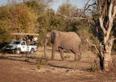 Chobe Day Trip Flame of Africa