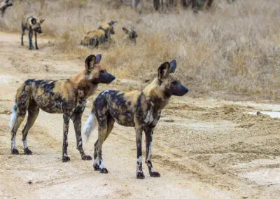 Chobe Princess Flame of Africa