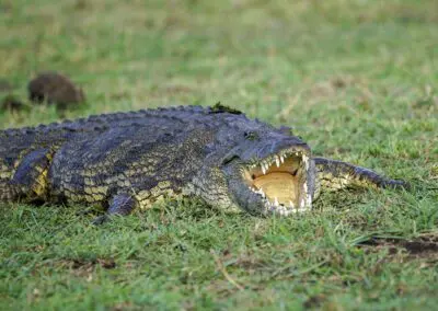 Chobe Princess Flame of Africa